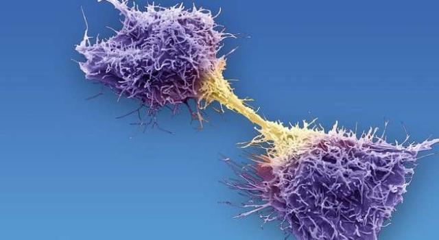 Swiss Startup - Cellestia Biotech Main Image