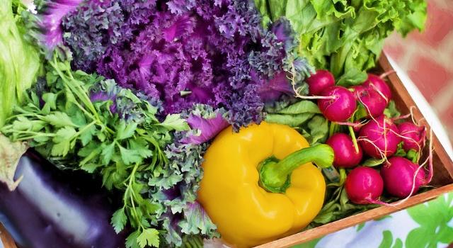 Swiss Startup - MycoSolutions Product Image