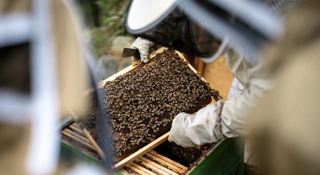 Swiss Startup - Bee People Main Image