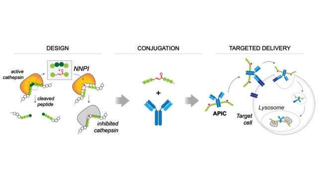 Swiss Startup - Biodelphis Therapeutics Additional Image