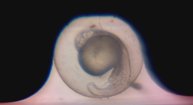 Swiss Startup - Bionomous Additional Image