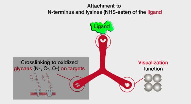 Swiss Startup - Dualsystems Biotech Main Image
