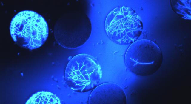 Swiss Startup - FGen Main Image