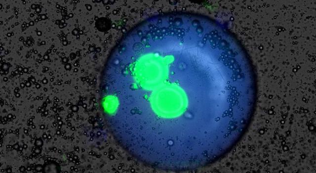 Swiss Startup - FGen Product Image