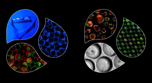 Swiss Startup - FluoSphera Main Image