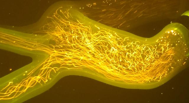 Swiss Startup - Hi-D Imaging Additional Image