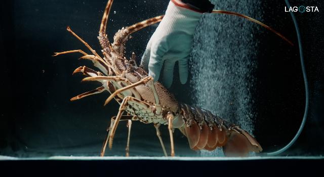 Swiss Startup - LAGOSTA SA  Main Image