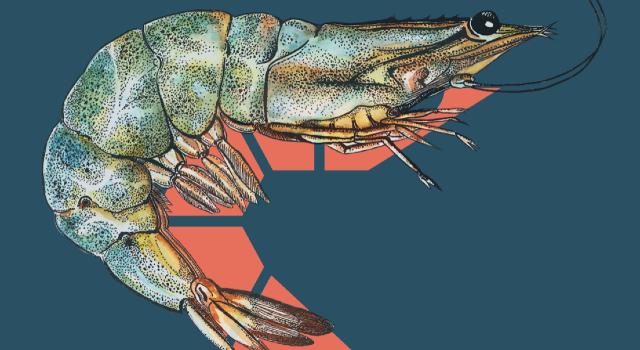 Swiss Startup - Lucky Shrimp Additional Image