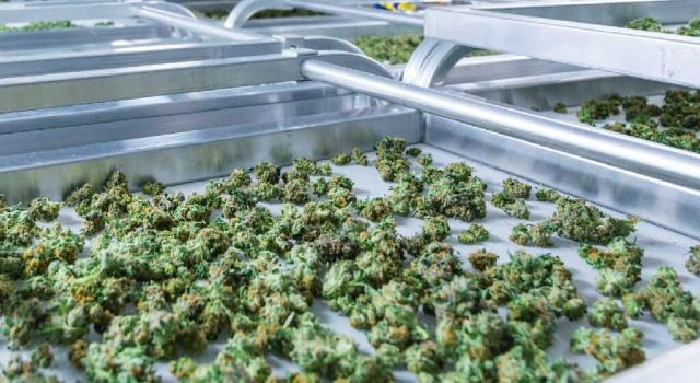 Swiss Startup - MediCrops Biomedical Technologies Main Image