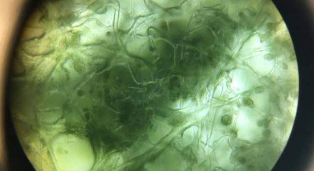 Swiss Startup - MycoSolutions Additional Image