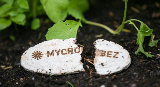 Swiss Startup - Mycrobez Main Image