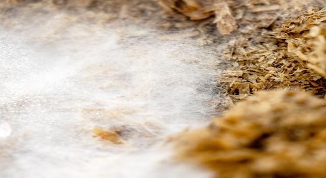 Swiss Startup - Mycrobez Product Image