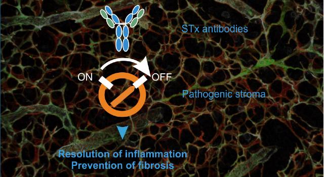Swiss Startup - Stromal Therapeutics Main Image