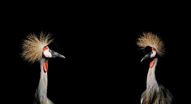 Swiss Startup - Vima Link Main Image