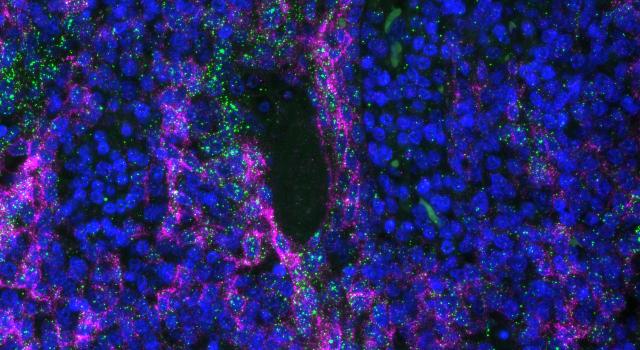 Swiss Startup - arcoris bio Additional Image