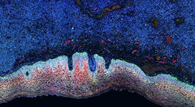 Swiss Startup - arcoris bio Main Image