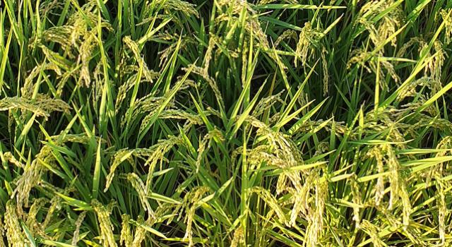 Swiss Startup - epibreed Main Image